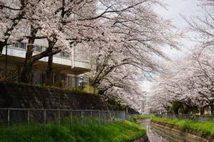 sakurakaido 056
