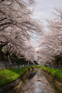 sakurakaido 057