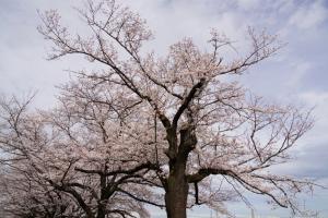 sakurakaido 058