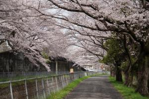 sakurakaido 059