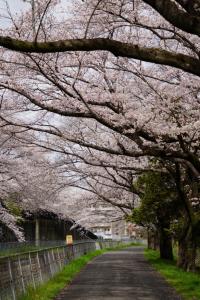 sakurakaido 060