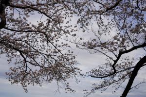 sakurakaido 061