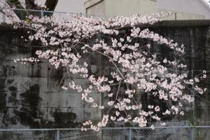 sakurakaido 062