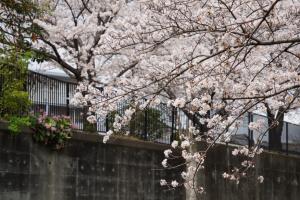 sakurakaido 063