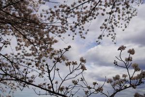 sakurakaido 064