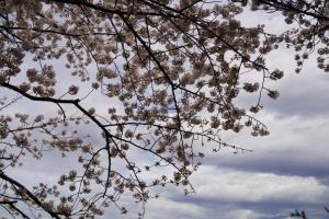 sakurakaido 065