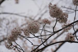 sakurakaido 066