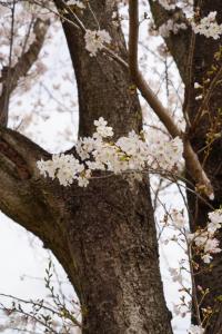 sakurakaido 067