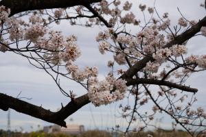 sakurakaido 068