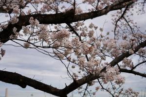 sakurakaido 069