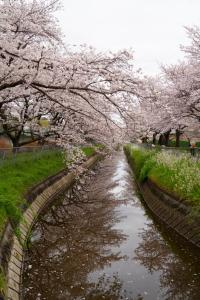 sakurakaido 072