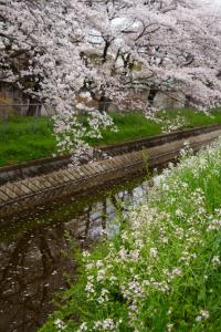 sakurakaido 073