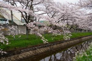 sakurakaido 075