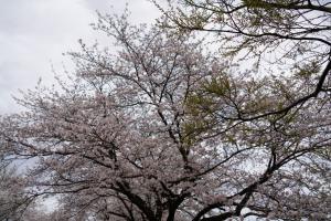 sakurakaido 076