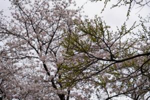 sakurakaido 077