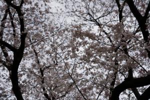 sakurakaido 078