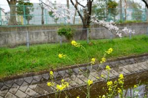 sakurakaido 079