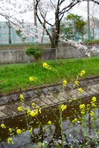 sakurakaido 080