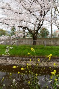 sakurakaido 081