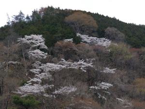 sasago ganga073