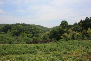 sayama 019