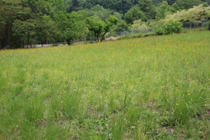 sayama 021