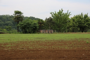 sayama 024