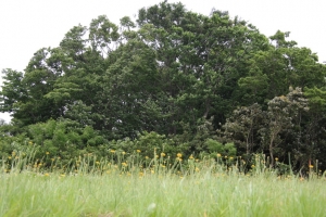 sayama 025
