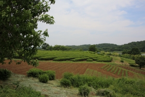 sayama 028