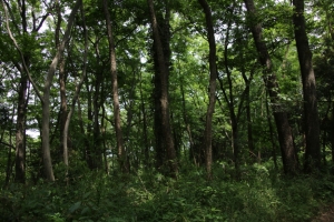 sayama 034