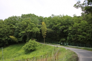 sayama 036