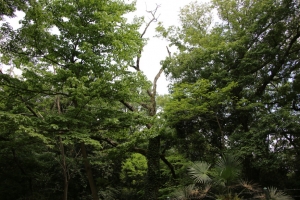 sayama 037