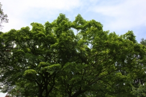 sayama 040