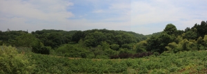 sayama 066