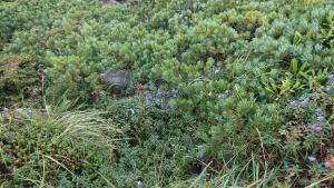 shibutsusan 057