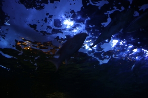 sinagawa aqua 009