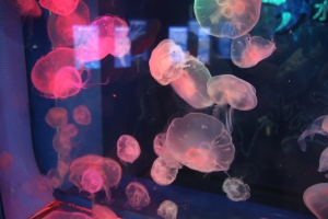 GWの水族館