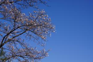 shinrinkouen 055