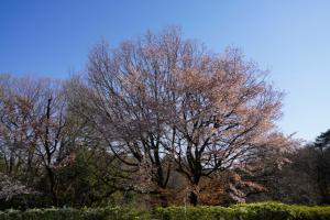 shinrinkouen 080