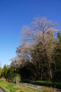 shinrinkouen 085