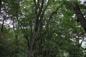 shirakami 0022