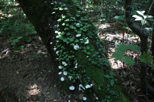 shirakami 0050