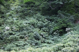 shirakami 0061