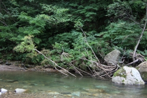 shirakami 0062