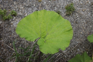 shiretoko1 0014