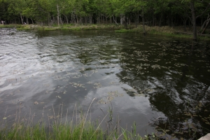 shiretoko2 0065