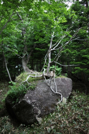 shiretoko2 0071