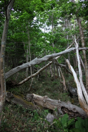 shiretoko2 0075