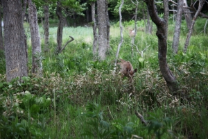 shiretoko2 0078