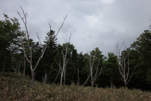shiretoko2 0079